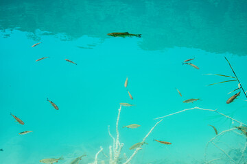 Fishes in cristal clear water