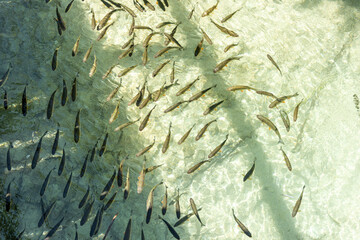 Fishes in cristal clear water