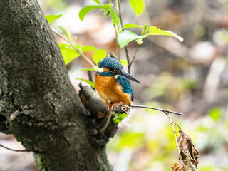 common kingfisher on a tree in spring 2