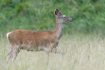 Naklejka na ściany i meble Young red deer cross the meadow (Cervus elaphus)