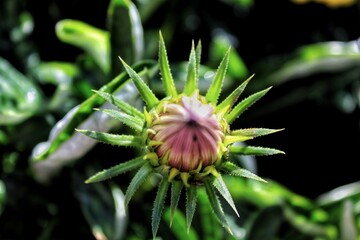 close up of a flower