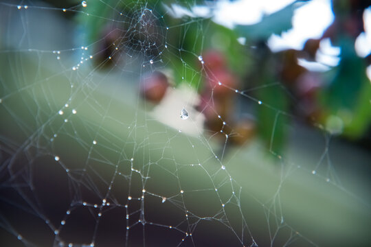 Crystal clear water drops on a spider web on a blurred background.