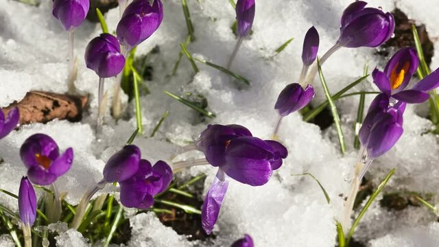 Time lapse of Crocus flowers emerging through snow