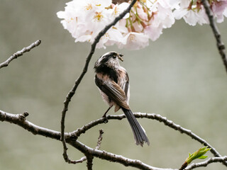 Japanese bushtit in a cherry tree in spring 4