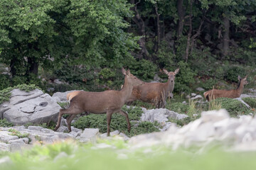 Deer in the woods (Cervus elaphus)