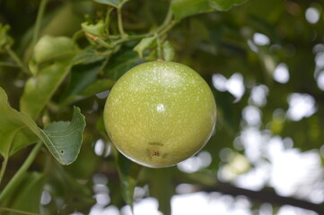 passion fruit on tree