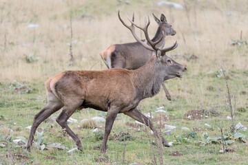 Fototapeta na wymiar Red deer male search females in rutting season (Cervus elaphus)