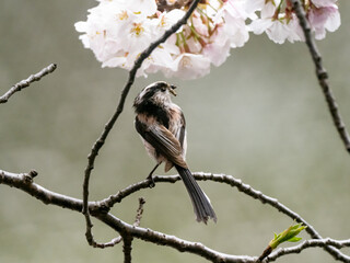 Japanese bushtit in a cherry tree in spring 3