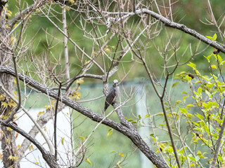 Brown-eared bulbul perched in a bare tree