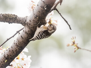 Japanese pygmy woodpecker in cherry blossoms 2