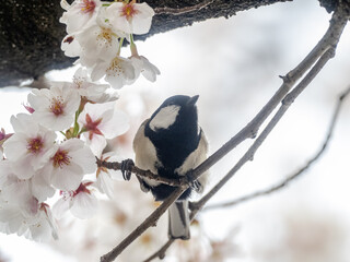 Japanese tit perched in blooming cherry blossoms 1