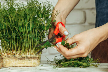 Hands of a woman holding trays with micro green