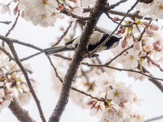 Japanese tit perched in blooming cherry blossoms 2