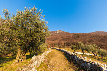 Fototapeta na wymiar Landscape - Olive grove