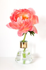 Fresh beautiful coral peony close up on the white background