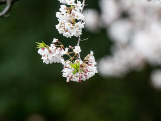 Japanese sakura cherry blossoms in bloom 1
