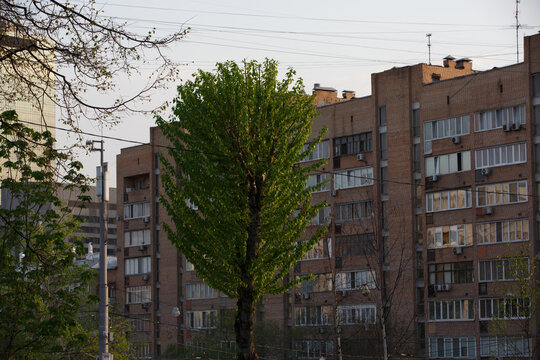 Close up shot of a tall populus poplar tree with big branches, rich foliage and green leaves on a residential building background. Moscow, Russia