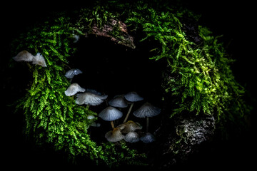 a ring of green moss around white mushrooms