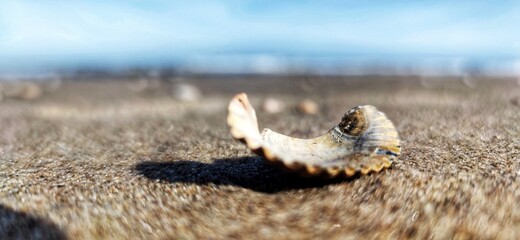 shell on the beach