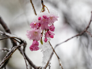 Japanese sakura cherry blossoms in snow 1