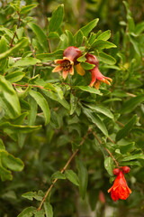 Unripe pomegranate and its flowers on a green tree in the summer in the garden