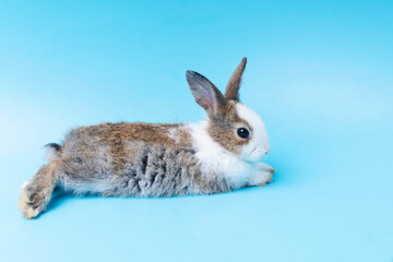 Cute adorable brown and white rabbit lying on isolated blue background. Lovely baby bunny alone sit on blue background. Easter concept.