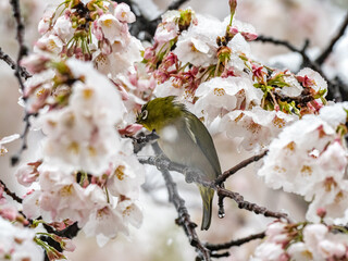 Japanese white-eye in snowy cherry blossoms 3