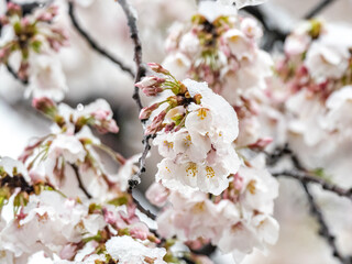 Japanese sakura cherry blossoms in snow 2