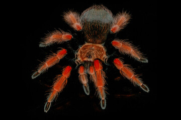 Black and red hairy spider on isolated black background with reflection. Close up big red tarantula Theraphosidae.