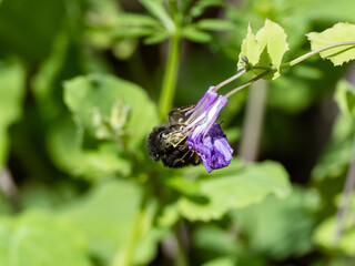 Japanese Bombus ignitus bumblebee purple flower 1