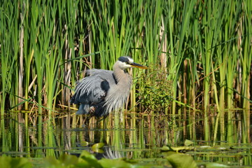 Great Blue Heron looking for a fish with feathers ruffled