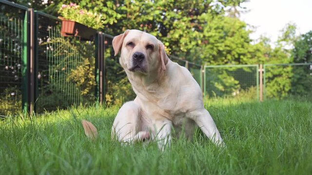 Labrador retriever dog  is scratching oneself enjoys on green grass outdoor. Pets playing outside. Funny animal, slow motion.
