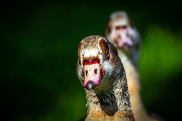 A Nile Goose gleaming in the afternoon sun
