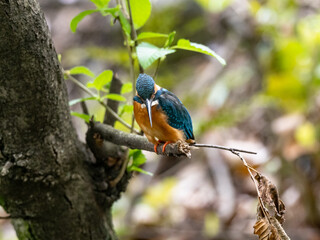 common kingfisher on a tree in spring 10