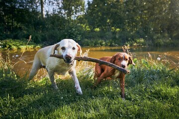 Two dogs playing with stick on riverside