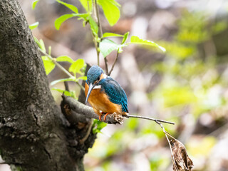 common kingfisher on a tree in spring 8