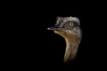 Fine art photo of a young Nandu