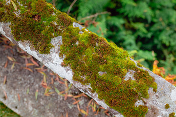Patches of moss on an abandoned wall in Galicia, Spain