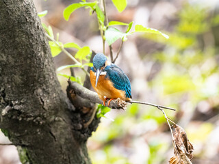 common kingfisher on a tree in spring 5