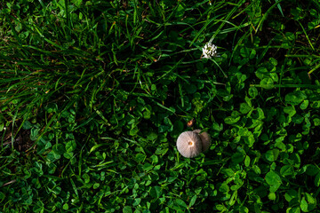 Mushroom stands out