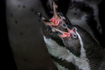 Two penguins with blue eyes singing