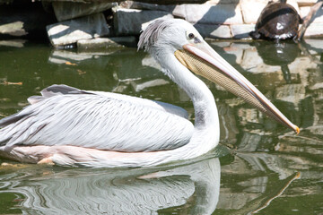pelican (in german Pelikan) Pelecanidae, Pelecanus
