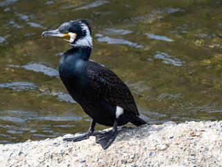 Japanese Cormorant resting on river cement slab 4