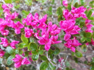 Obraz premium Alpine rose (in german Rostblättrige Alpenrose also Rostrote Alpenrose or Rostroter Almrausch) Rhododendron ferrugineum