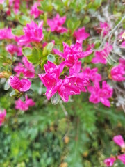 Alpine rose (in german Rostblättrige Alpenrose also Rostrote Alpenrose or Rostroter Almrausch) Rhododendron ferrugineum