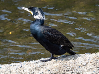 Japanese Cormorant resting on river cement slab 5
