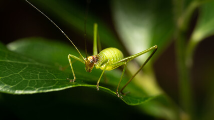 Beautiful close up green body insect. Macro shot of insect on leaf.