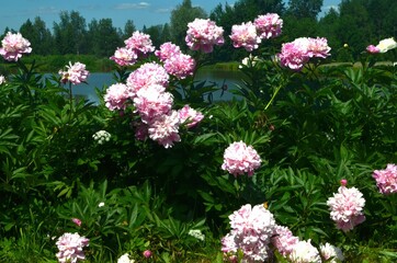 Obraz premium Pink flower peonies flowering in the garden, sunny summer day