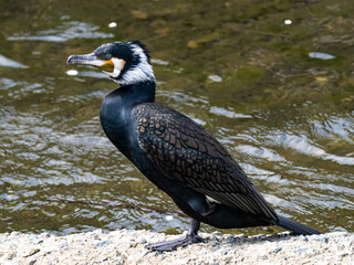 Japanese Cormorant resting on river cement slab 8