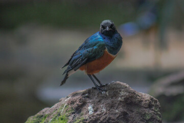 bird on the stone
